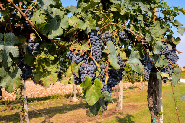 istock Vineyard Ready to Produce Wine 976807390