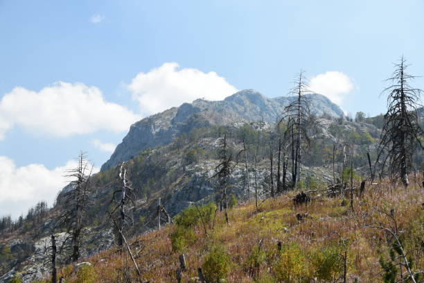 istock Dead trees in the wood, after the forest fire 976810772