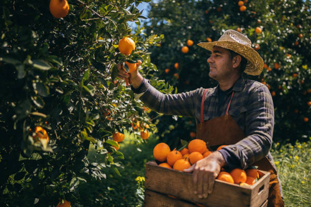 istock Farm worker picking ripe oranges from orange tree branches 976816036