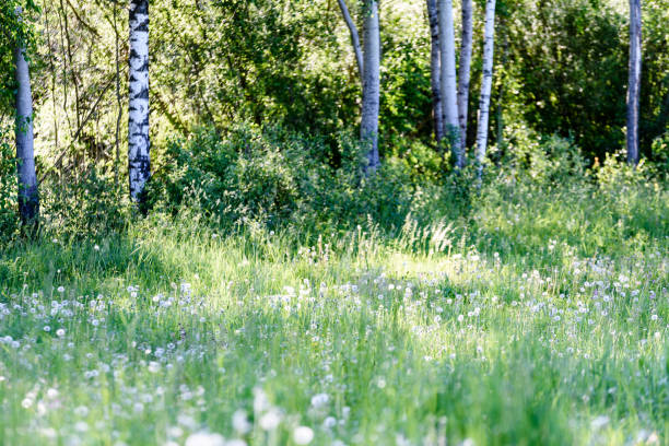 istock sunny meadow with dandellions and daisies 976827100