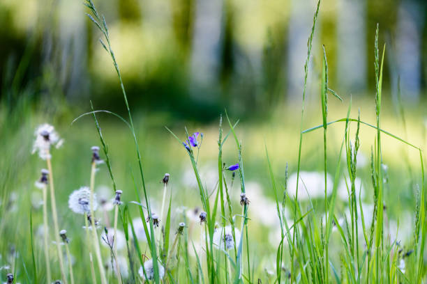 sunny meadow with dandellions and daisies in summer at countryside