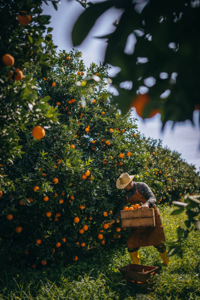 istock Farm worker picking oranges in orange trees field 976829258