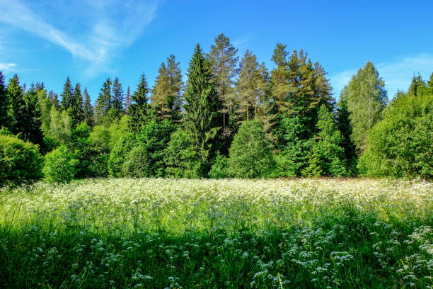istock sunny meadow with dandellions and daisies 976830314