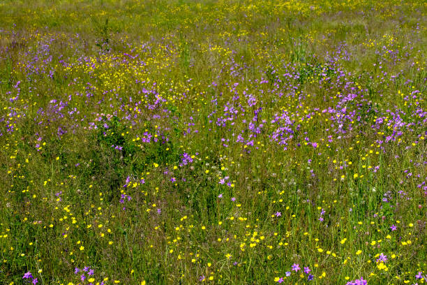 istock sunny meadow with dandellions and daisies 976830634