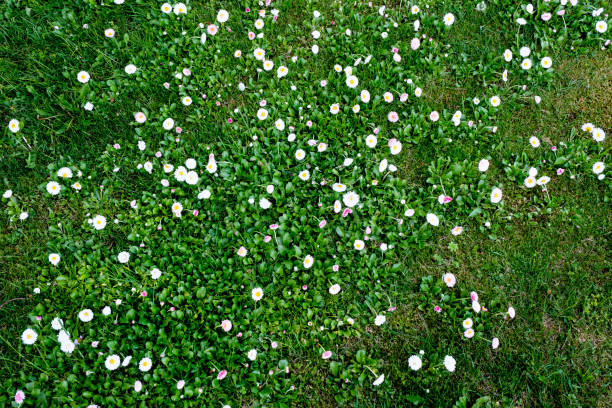 istock sunny meadow with dandellions and daisies 976833946
