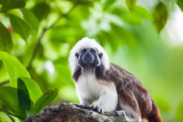 A Cotton-Top Tamarin Monkey on a tree brunch in Singapore Zoo
