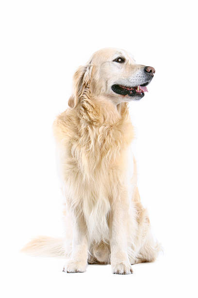 istock golden retriever 97684245