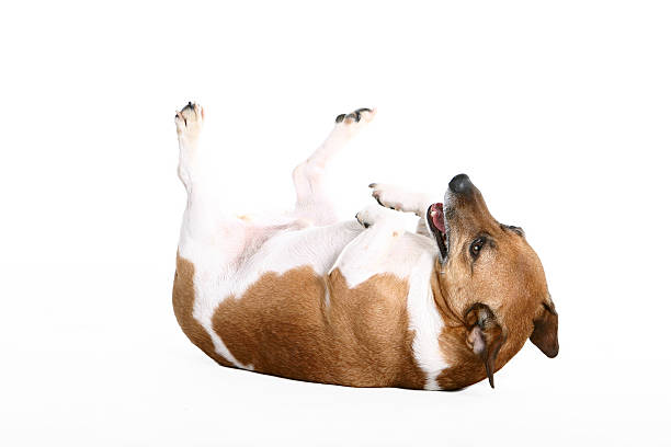 istock dog laying on his back 97684248