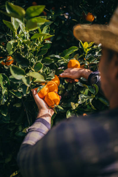 Farmer with pruning shears picking ripe oranges from orange trees