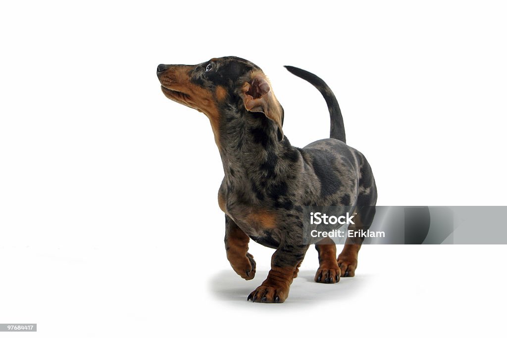 dachshund - Royalty-free Animal Foto de stock