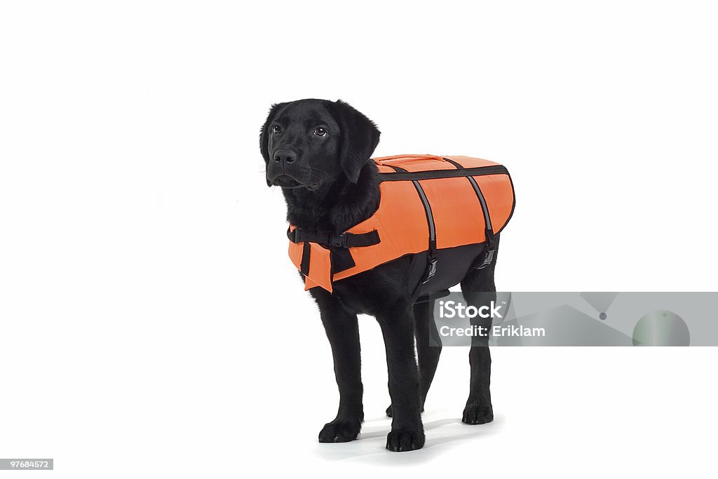 Schwarzer labrador Welpen - Lizenzfrei Such- und Rettungshund Stock-Foto