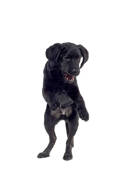 istock jumping black labrador puppy 97684576