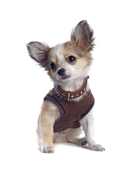 istock chihushua puppy 97684632