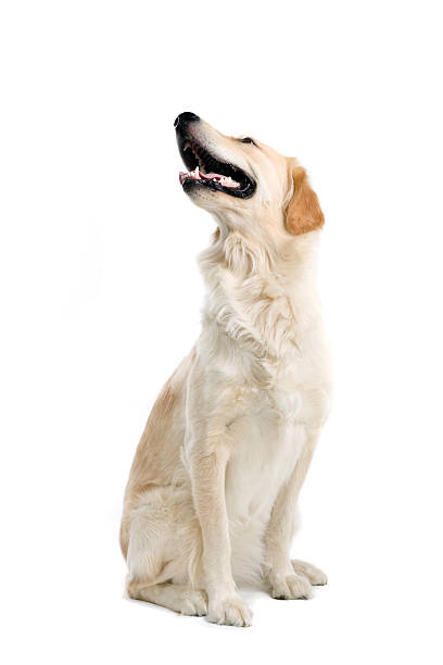 golden retriever labrador - golden retriever retriever golden dog imagens e fotografias de stock