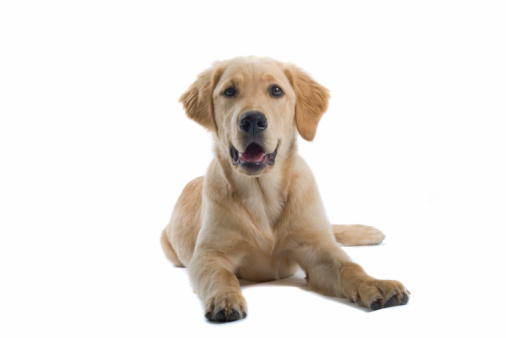 golden retriever Labrador laying down and looking into the camera, isolated on a white background