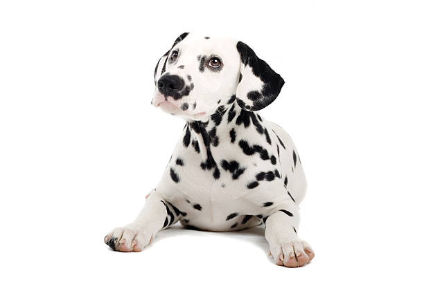 dalmatian puppy dog - dalmatiner bildbanksfoton och bilder