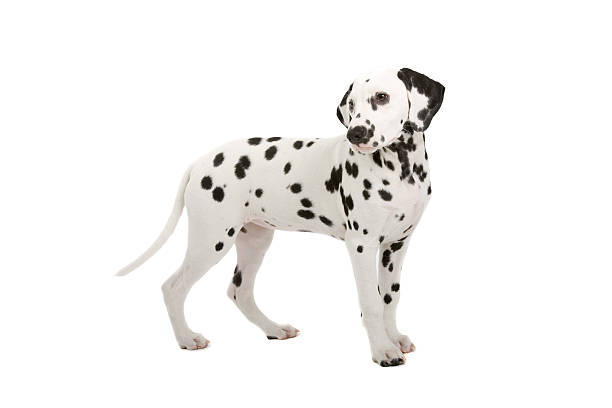 istock dalmatian puppy 97684743