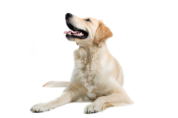 ゴールドレトリバー - golden retriever retriever dog smiling ストックフォトと画像