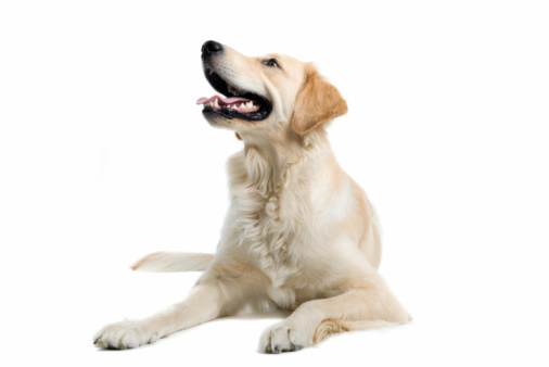 Studio shot of happy dog on white background