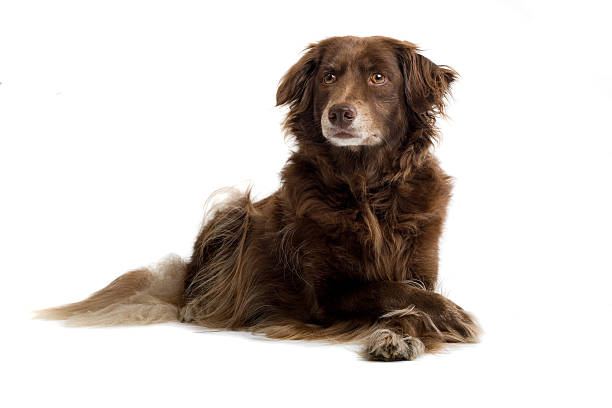 istock Brown setter retriever dog on the white background 97684759