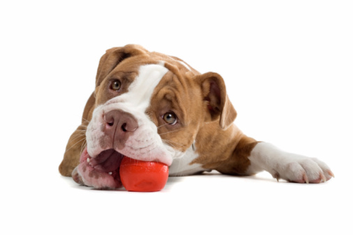 Renascence Bulldog isolated on a white background.playing with a red ball