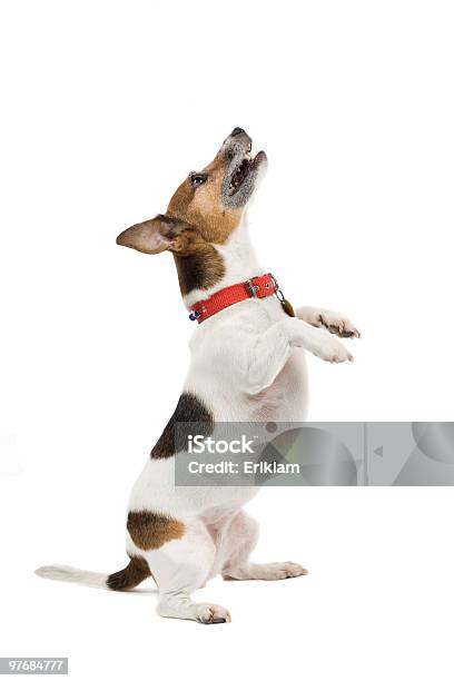 Jack Russel Terrier Stock Photo - Download Image Now - Dog, Cut Out, Jumping