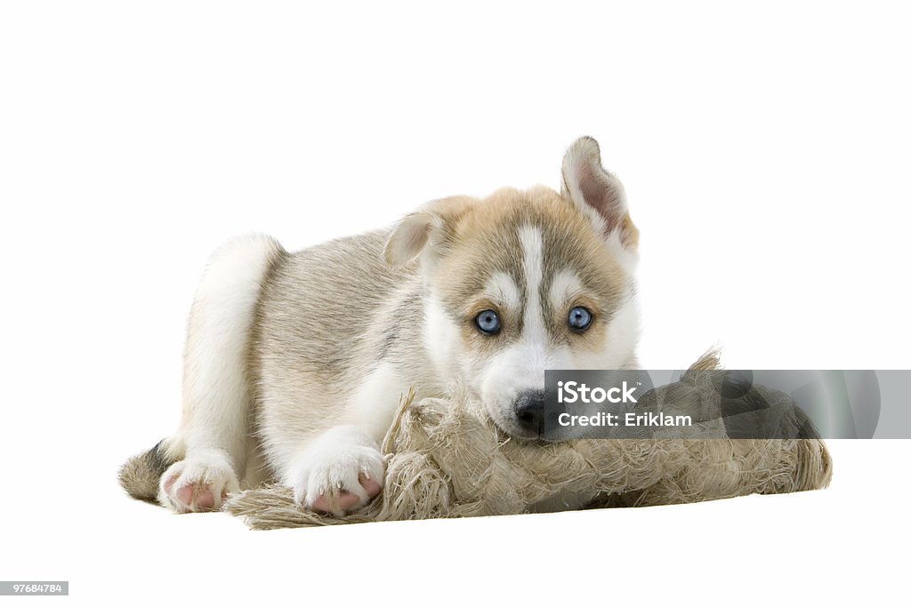 husky siberiano cachorro - Foto de stock de Acostado libre de derechos