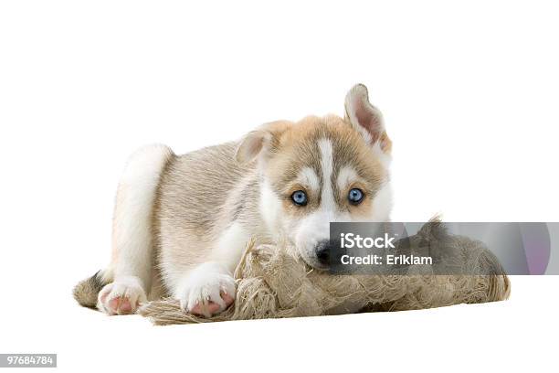 Husky Siberiano Cachorro Foto de stock y más banco de imágenes de Acostado - Acostado, Alerta, Animal