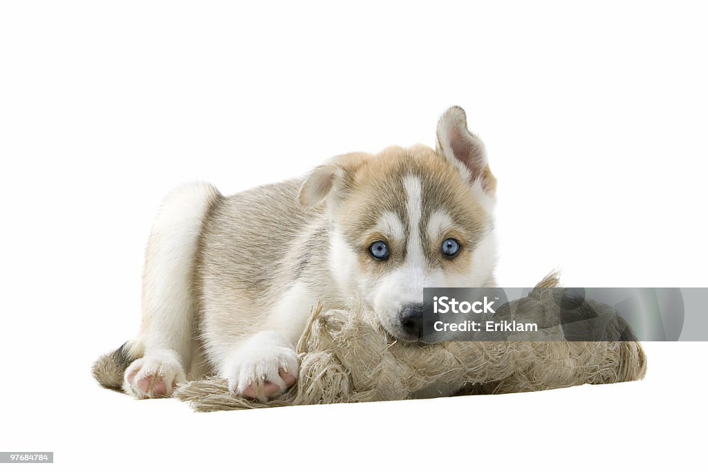 husky Siberiano cucciolo - Foto stock royalty-free di Allerta