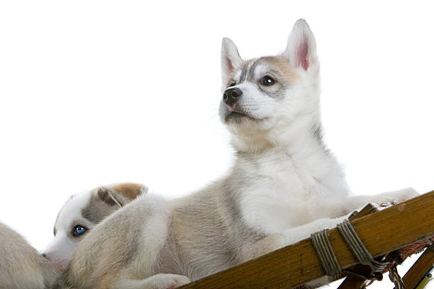 istock Siberian husky puppies 97684797