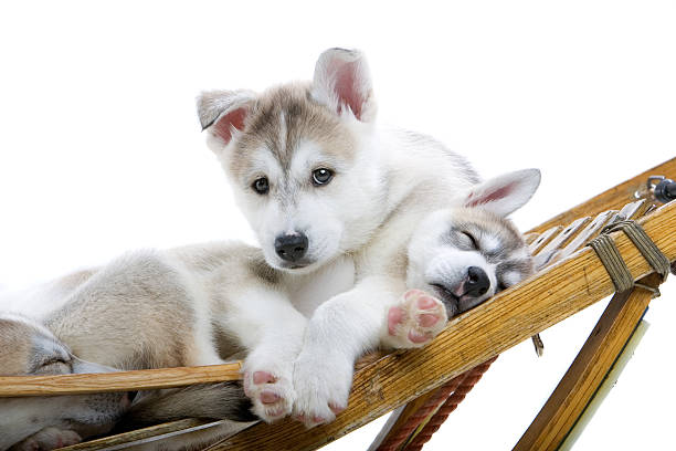 istock Siberian husky puppies 97684798