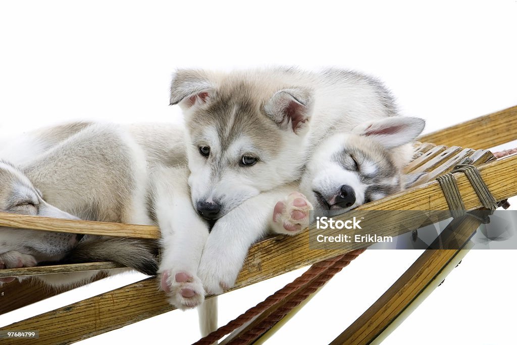 husky siberiano cachorros - Royalty-free Husky Foto de stock