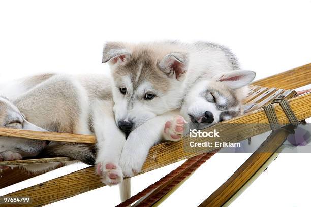 Husky Siberiano Cachorros - Fotografias de stock e mais imagens de Husky - Husky, Inverno, Trenó - Movido a Animal