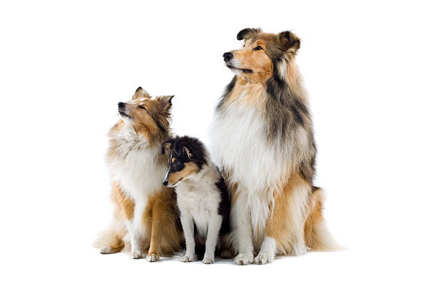 istock group of Scotisch collie dogs 97684808