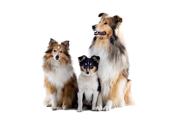 istock group of shetland sheepdogs 97684809