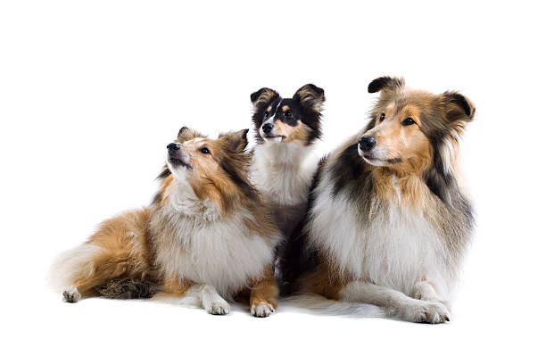 istock group of shetland sheepdogs 97684812