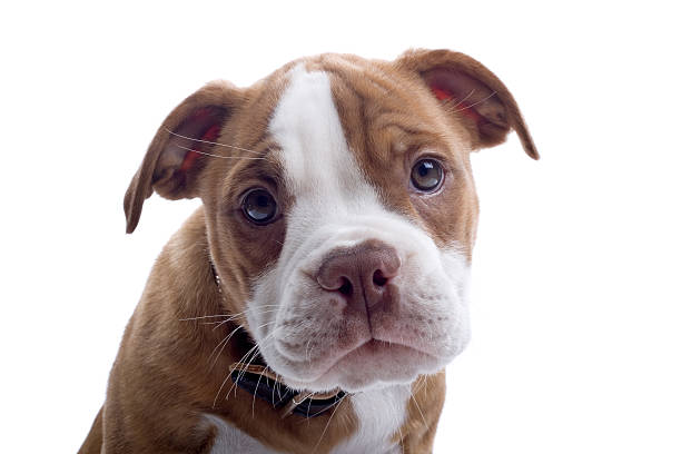 istock Renascence Bulldog puppy 97684839