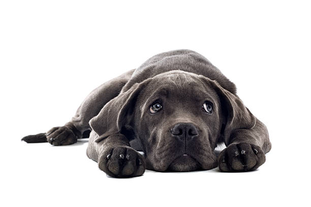 Young cute dog , Cane Corso puppy. beautiful pedigree cane corso