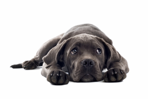 Dark-gray Cane Corso puppy with head between paws