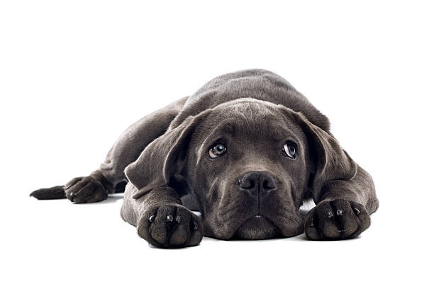 Dark-gray Cane Corso puppy with head between paws  cane corso stock pictures, royalty-free photos & images