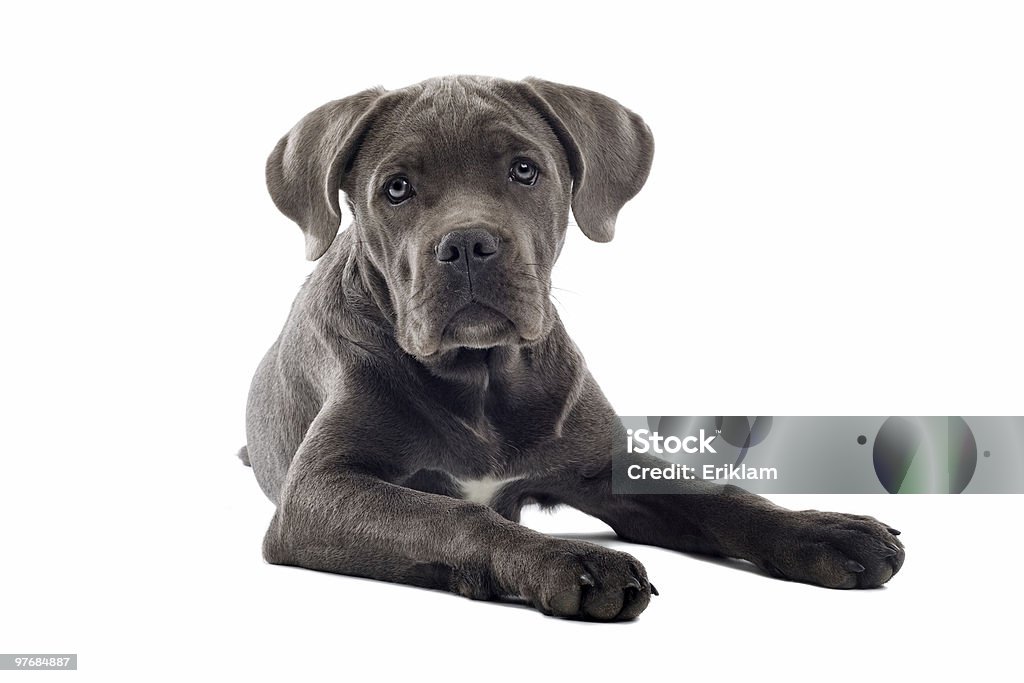 甘蔗コーソ子犬 - イタリアン・コルソ・ドッグのロイヤリティフリーストックフォト