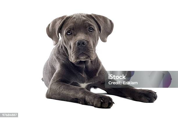 甘蔗コーソ子犬 - イタリアン・コルソ・ドッグのストックフォトや画像を多数ご用意 - イタリアン・コルソ・ドッグ, 子犬, イタリア