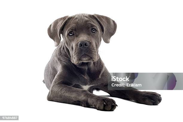 Laska Corso Puppy - zdjęcia stockowe i więcej obrazów Cane corso - Cane corso, Szczenię, Analizować