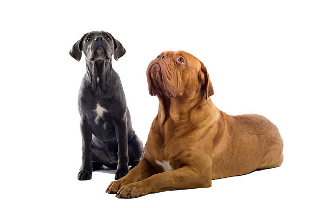 istock French Mastiff and a Cane Corso pup 97684903