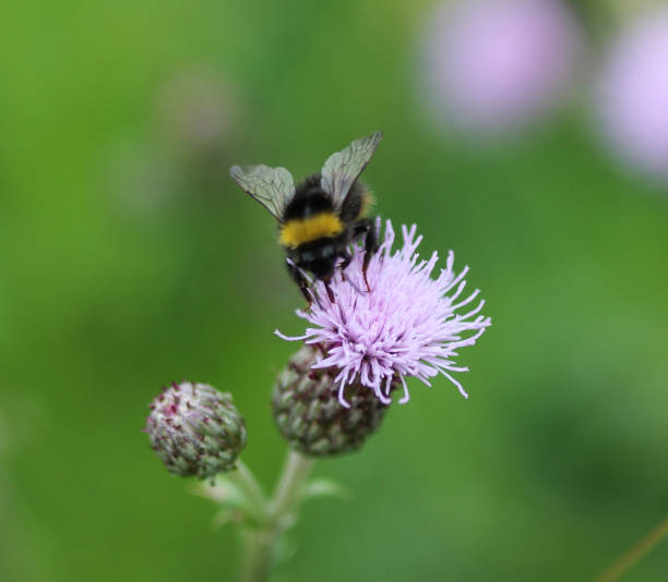 istock Bombus terrestris, the buff tailed bumblebee or large earth bumblebee, collecting nectar from creeping thistle flower 976849782