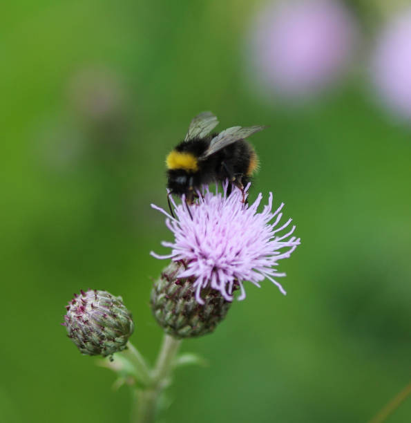 istock Bombus terrestris, the buff tailed bumblebee or large earth bumblebee, collecting nectar from creeping thistle flower 976849786