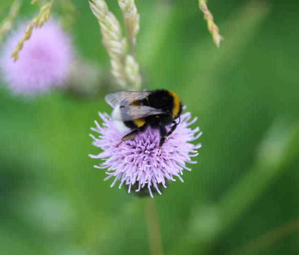 istock Bombus terrestris, the buff tailed bumblebee or large earth bumblebee, collecting nectar from creeping thistle flower 976849830