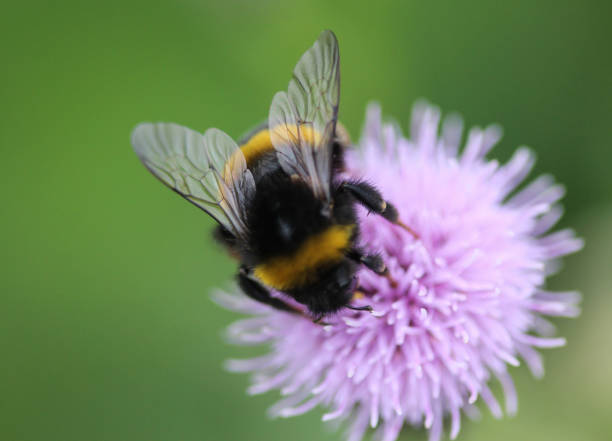 istock Bombus terrestris, the buff tailed bumblebee or large earth bumblebee, collecting nectar from creeping thistle flower 976849872