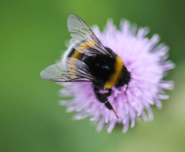 istock Bombus terrestris, the buff tailed bumblebee or large earth bumblebee, collecting nectar from creeping thistle flower 976849874