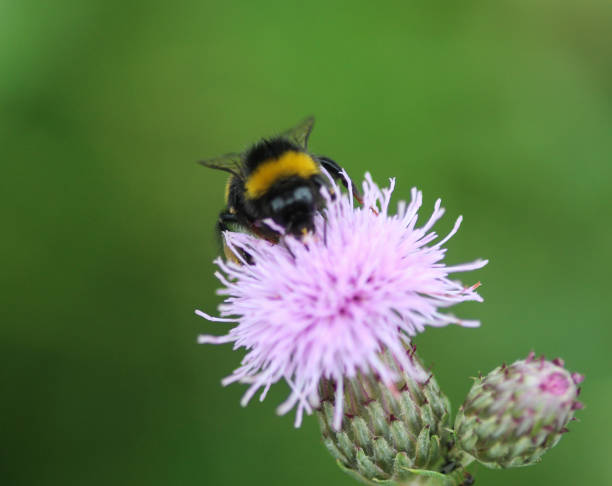 istock Bombus terrestris, the buff tailed bumblebee or large earth bumblebee, collecting nectar from creeping thistle flower 976849886